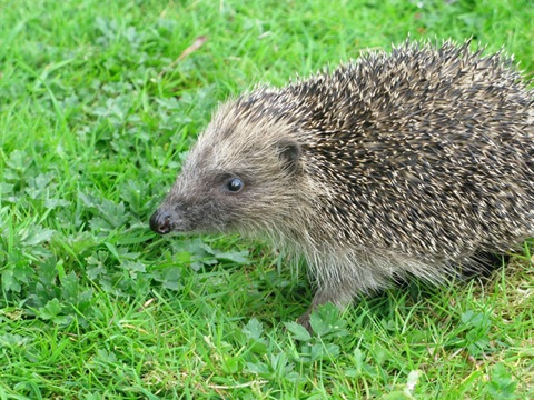 Hedgehog photo by Hugh Warwick